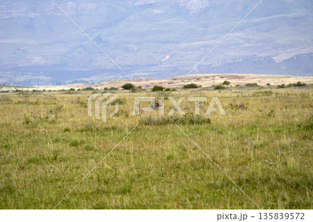 patagonia nandu bird father with babies 135839572
