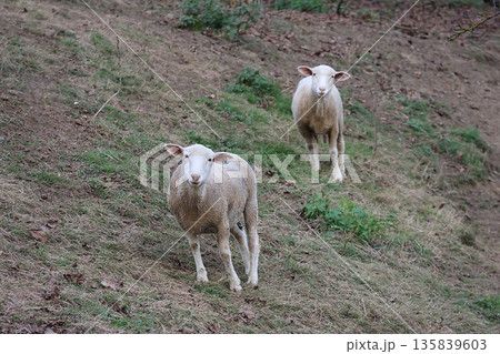 Two sheep are standing on a hillside Two sheep are standing on a hillside 135839603
