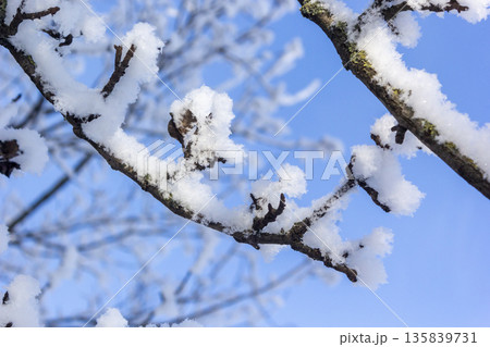 Snow-covered branches on a clear and frosty day Snow-covered branches on a clear and frosty day 135839731