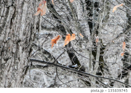 冬の栗の木と枯れても落ちない葉　栗の木に雪が残る 135839745
