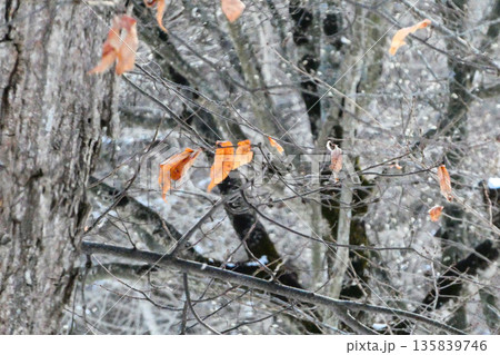 冬の栗の木と枯れても落ちない葉 栗の木に雪が残る 冬の栗の木と枯れても落ちない葉 栗の木に雪が残る 135839746