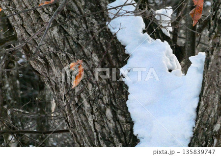 冬の栗の木と枯れても落ちない葉 栗の木に雪が残る 冬の栗の木と枯れても落ちない葉 栗の木に雪が残る 135839747