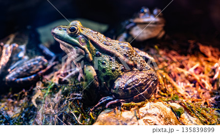 Green pond frog resting on damp moss Green pond frog resting on damp moss 135839899
