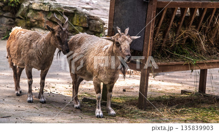 Two mountain goats standing near hay feeder Two mountain goats standing near hay feeder 135839903