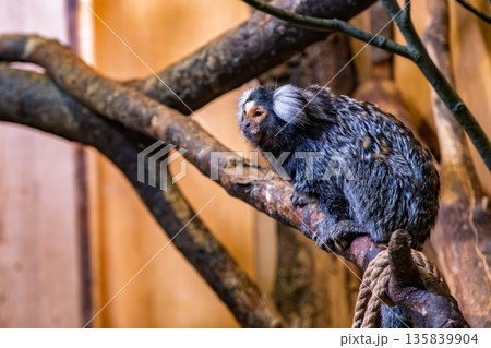 Small marmoset monkey sitting on wooden branch 135839904