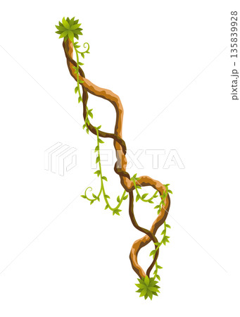 Liana branch. Twisted wild jungle vine plants. Woody natural tropical rainforest, exotic botany element. Vector design element Liana branch. Twisted wild jungle vine plants. Woody natural tropical rainforest, exotic botany element. Vector design element 135839928