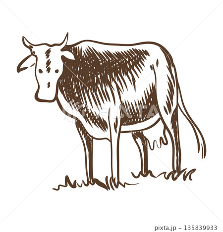 Cows grazing on meadow. Hand drawn vector illustration. Rural village vintage sketch 135839933