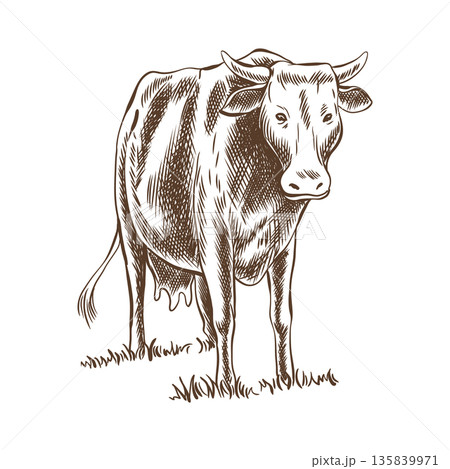 Cows grazing on meadow. Hand drawn vector illustration. Rural village vintage sketch Cows grazing on meadow. Hand drawn vector illustration. Rural village vintage sketch 135839971