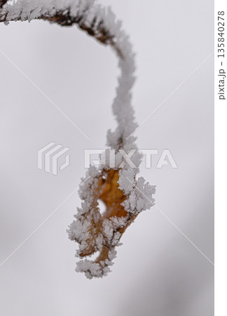 A branch covered in snow and ice A branch covered in snow and ice 135840278