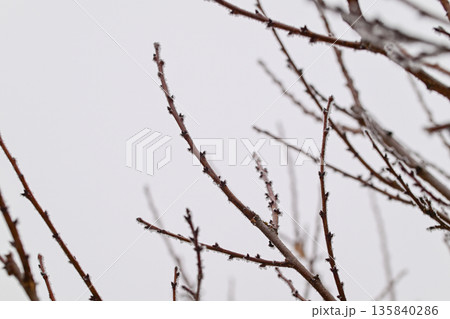 A tree branch covered in frost and snow 135840286