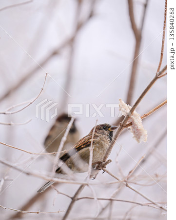Two birds are eating food from a branch Two birds are eating food from a branch 135840288