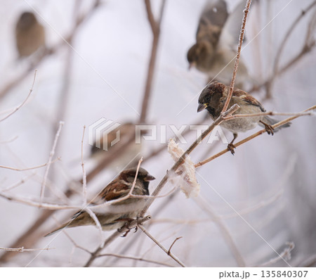 A group of birds are perched on a tree branch in the snow A group of birds are perched on a tree branch in the snow 135840307