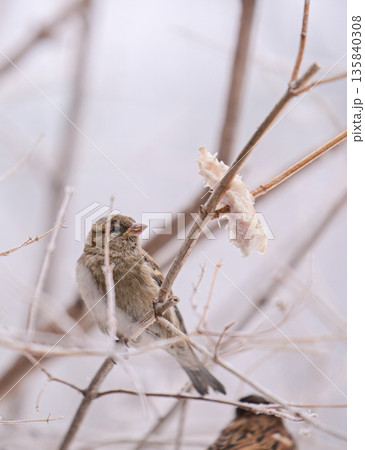 A small bird is perched on a branch in the snow A small bird is perched on a branch in the snow 135840308