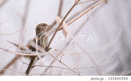 A bird is perched on a branch with a piece of bread in its beak 135840309