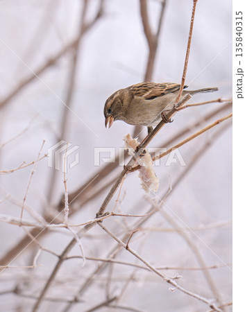 A sparrow bird is perched on a branch in the snow A sparrow bird is perched on a branch in the snow 135840315