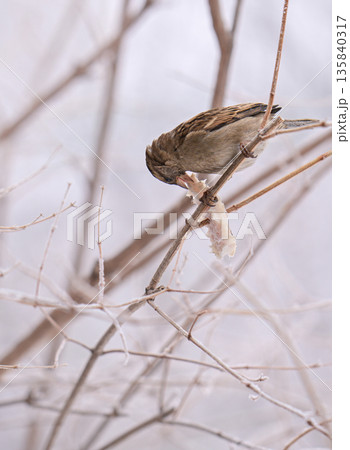 A sparrow bird is eating a piece of food on a branch 135840317