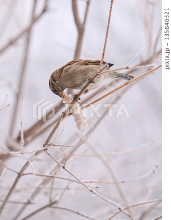 A bird is perched on a branch, eating a piece of food 135840321