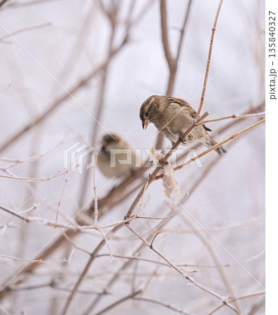 A sparrow bird is perched on a branch in the snow A sparrow bird is perched on a branch in the snow 135840327