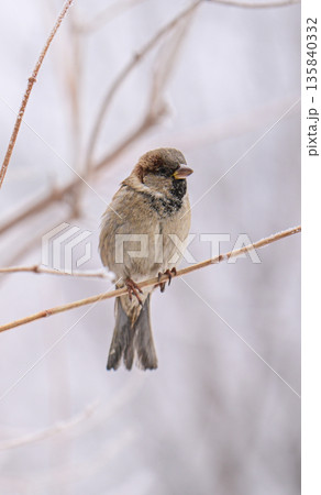 A small bird is perched on a branch in the snow 135840332