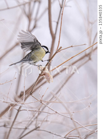 A bird is perched on a branch, eating a piece of bread 135840335