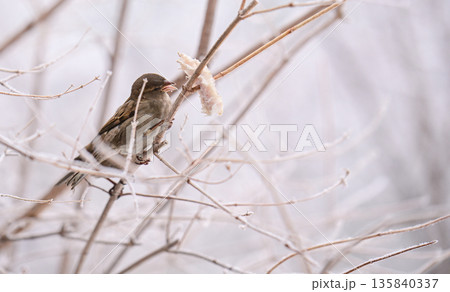 A sparrow bird is perched on a branch in the snow A sparrow bird is perched on a branch in the snow 135840337