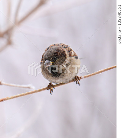 A small sparrow bird is perched on a branch in the snow 135840351