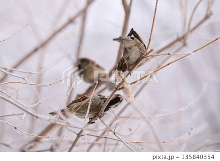 Three sparrow birds are eating from a tree branch 135840354