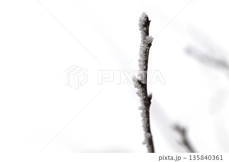 A branch covered in snow 135840361