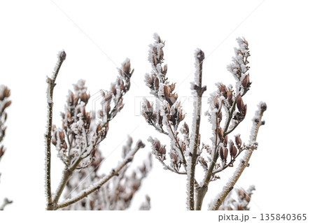 A tree with snow on it A tree with snow on it 135840365