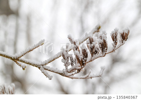 A branch covered in snow and leaves A branch covered in snow and leaves 135840367