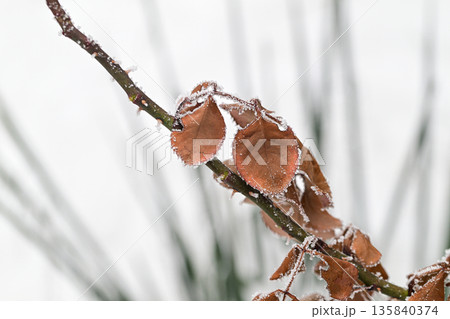 A rose branch covered in frost and snow with a few leaves still attached A rose branch covered in frost and snow with a few leaves still attached 135840374