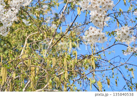 北海道の公園に咲く桜とシラカバの花 135840538