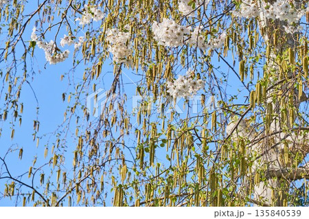 北海道の公園に咲く桜とシラカバの花 135840539