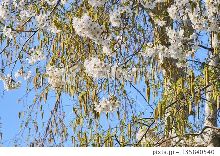 北海道の公園に咲く桜とシラカバの花 北海道の公園に咲く桜とシラカバの花 135840540