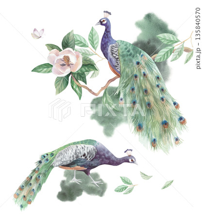 Composition of peacocks and blooming magnolia. Handmade watercolor illustration. For cards, cover, wallpaper, prints, product labels and fabric. 135840570