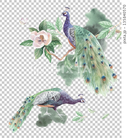 Composition of peacocks and blooming magnolia. Handmade watercolor illustration. For cards, cover, wallpaper, prints, product labels and fabric. 135840570
