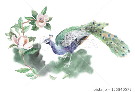 Composition of peacock standyng on the grass with the magnolia on the background. Watercolor illustration. For packaging design, cards, cover, wallpaper, prints, product labels and fabric. 135840575