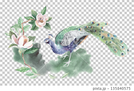 Composition of peacock standyng on the grass with the magnolia on the background. Watercolor illustration. For packaging design, cards, cover, wallpaper, prints, product labels and fabric. 135840575