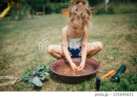 Little girl washing freshly harvested vegetables from garden. Little girl washing freshly harvested vegetables from garden. 135840831