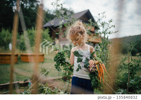 Little girl holding freshly harvested vegetables in home garden. Little girl holding freshly harvested vegetables in home garden. 135840832