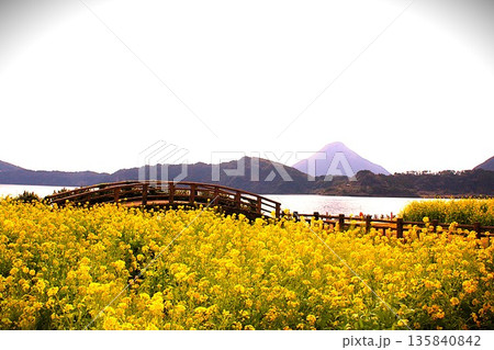 菜の花畑と赤い橋 菜の花畑と赤い橋 135840842