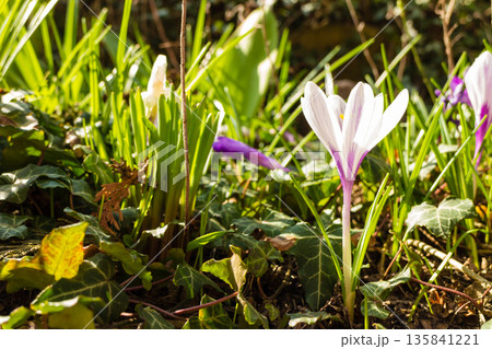 White crosus on grass 135841221