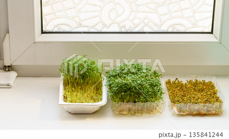 Cress in a makeshift pot standing on windowsil Cress in a makeshift pot standing on windowsil 135841244