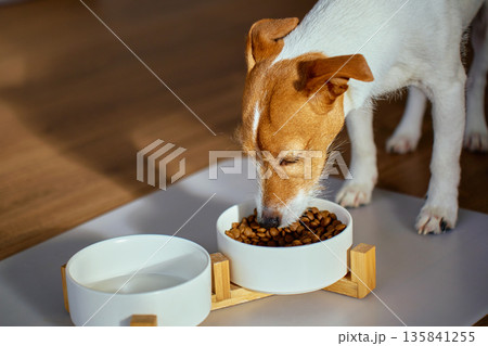 Jack Russell terrier dog eating dry food from bowl Jack Russell terrier dog eating dry food from bowl 135841255