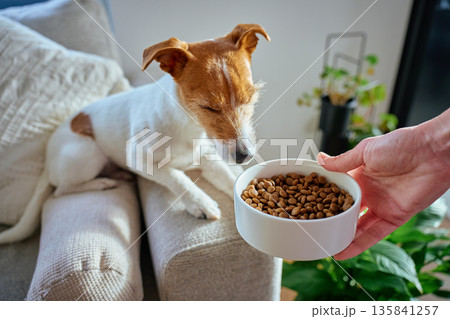 Woman offering food to dog sitting on sofa at home 135841257