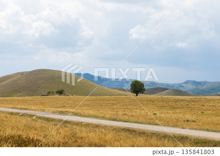 Durmitor National Park view, Montenegro. A lone tree stands in a golden field 135841803