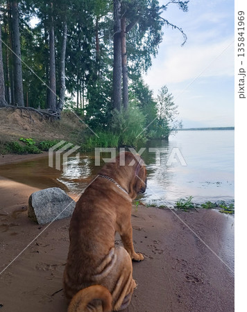 A dog is sitting on the beach next to a body of water 135841969