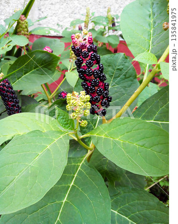 A purple flower with black spots is on a plant. 135841975