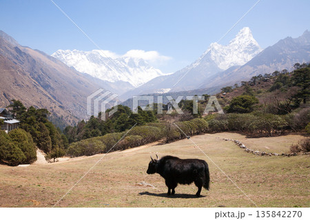 Yak with Everest in background, Nepal Yak with Everest in background, Nepal 135842270