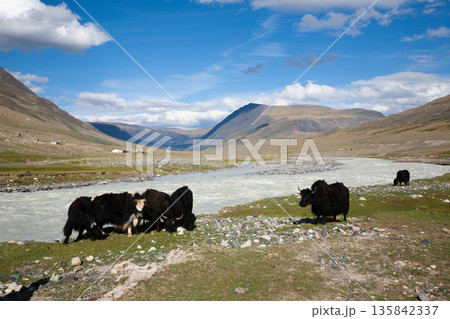 Domestic yaks at white river view, Altai Tavan Bogd National Park, Mongolia Domestic yaks at white river view, Altai Tavan Bogd National Park, Mongolia 135842337